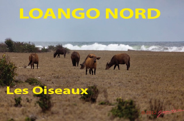 075 Titre Photos Loango Nord Oiseaux-01.jpg