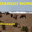 075 Titre Photos Loango Nord Oiseaux-01.jpg