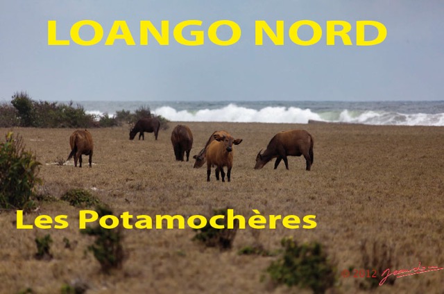 108 Titre Photos Loango Nord Potamocheres-01.jpg