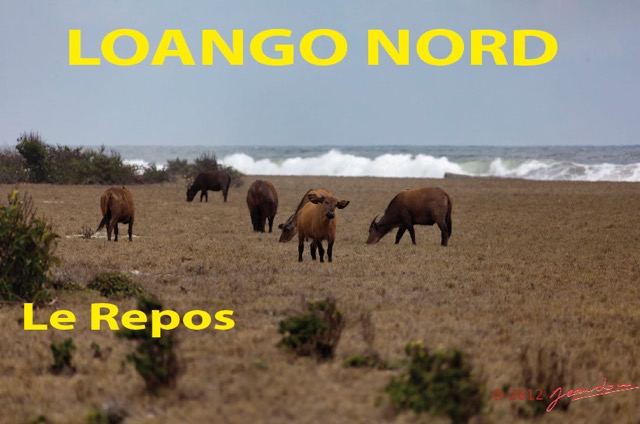 126 Titre Photos Loango Nord le Repos-01.jpg