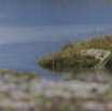 155 LOANGO Nord Trek la Lagune Lourie avec Crocodile du Nil Crocodylus niloticus 12E5K2IMG_77889awtmk.jpg