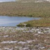 156 LOANGO Nord Trek la Lagune Lourie avec Crocodile du Nil Crocodylus niloticus 12E5K2IMG_77889wtmk.jpg