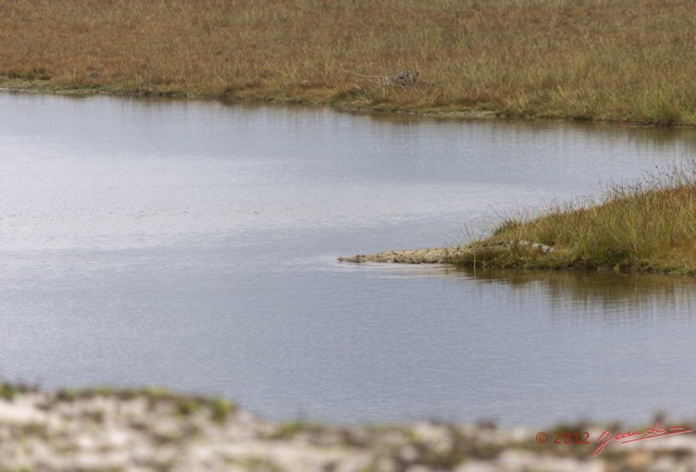 157 LOANGO Nord Trek la Lagune Lourie avec Crocodile du Nil Crocodylus niloticus 12E5K2IMG_77891wtmk.jpg