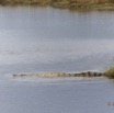 158 LOANGO Nord Trek la Lagune Lourie avec Crocodile du Nil Crocodylus niloticus 12E5K2IMG_77893wtmk.jpg