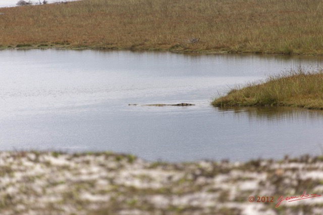 159 LOANGO Nord Trek la Lagune Lourie avec Crocodile du Nil Crocodylus niloticus 12E5K2IMG_77894wtmk.jpg