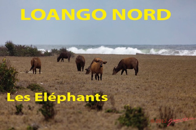166 Titre Photos Loango Nord les Elephants-01.jpg