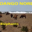 166 Titre Photos Loango Nord les Elephants-01.jpg
