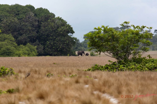 168 LOANGO Nord Trek Savane avec Elephants Loxodonta africana cyclotis 12E5K2IMG_77916wtmk.jpg