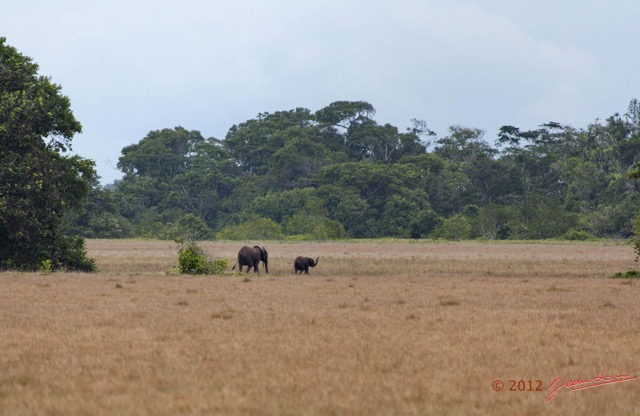 169 LOANGO Nord Trek Savane avec Elephants Loxodonta africana cyclotis 12E5K2IMG_77928wtmk.jpg
