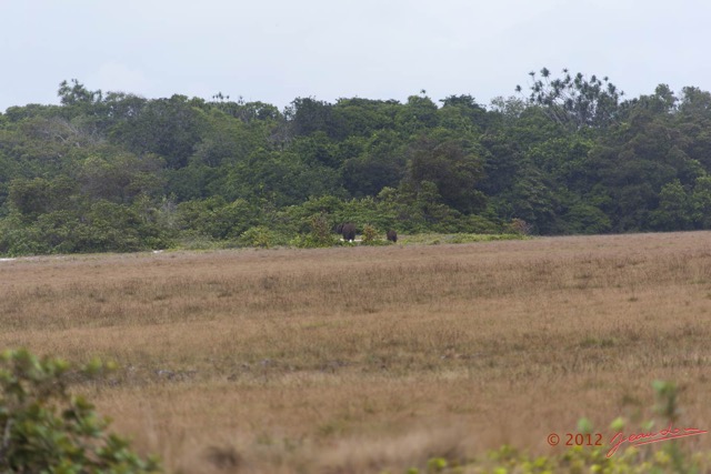 171 LOANGO Nord Trek Savane avec Elephants Loxodonta africana cyclotis 12E5K2IMG_77939wtmk.jpg