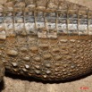 063 Moukalaba 2 MBANI Crocodile Nain Osteolaemus tetraspis 11E5K2IMG_72253wtmk.jpg.jpg