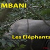 089 Titre Photos Mbani Elephants-01.jpg