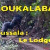 054 Titre Photos Moukalaba Doussala le Lodge.jpg