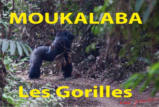 091 Titre Photos Moukalaba les Gorilles.jpg