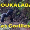 091 Titre Photos Moukalaba les Gorilles.jpg