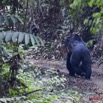 098 MOUKALABA Doussala Gorille dans la Foret 10E5K2IMG_63452wtmk.jpg