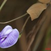 120 MOUKALABA Fleur Violette et Poussiere 10E5K2IMG_63557wtmk.jpg