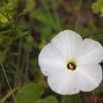 085 PONGARA Foret Plante a Fleur Blanche 11E5K2IMG_68290wtmk.jpg