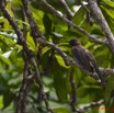 090 PONGARA Foret Oiseau Bubul des Jardins Pycnonotus barbatus 11E5K2IMG_68402wtmk.jpg