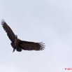 043 PONGARA Lodge Oiseau Ibis Hagedash Bostrychia hagedash en vol 11E5K2IMG_67997wtmk.jpg