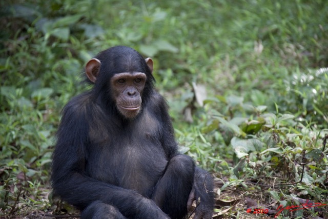 007 LEKEDI 4 Jeunes Chimpanzes 9E5MK2IMG_56123wtmk.jpg