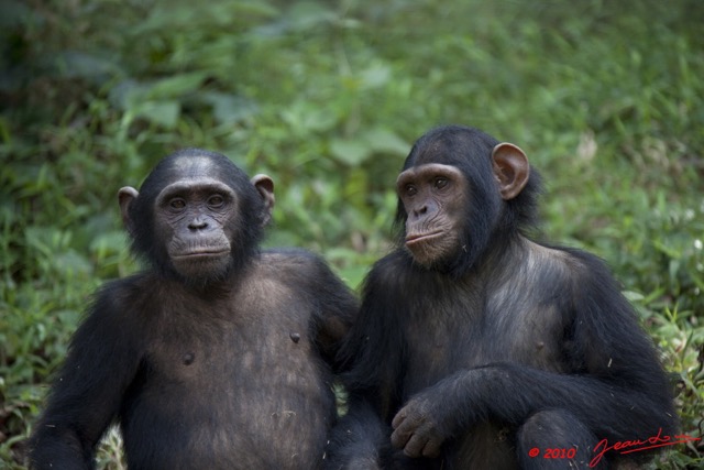 008 LEKEDI 4 Jeunes Chimpanzes 9E5MK2IMG_56133wtmk.jpg