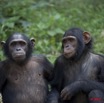 008 LEKEDI 4 Jeunes Chimpanzes 9E5MK2IMG_56133wtmk.jpg