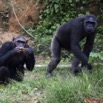 020 LEKEDI 4 Ile aux Chimpanzes 9E5MK2IMG_55917wtmk.jpg