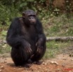 023 LEKEDI 4 Ile aux Chimpanzes 9E5MK2IMG_56198wtmk.jpg