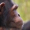 053 LEKEDI 7 Chimpanze Pan troglodytes 12E5K3IMG_90445wtmk.jpg
