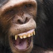 055 LEKEDI 7 Chimpanze Pan troglodytes 12E5K3IMG_90437wtmk.jpg
