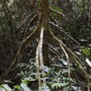 030 LEKEDI 6 Sentier Bot Arbre Euphorbiacee Uapaca sp 11E5K2IMG_68987wtmk.jpg