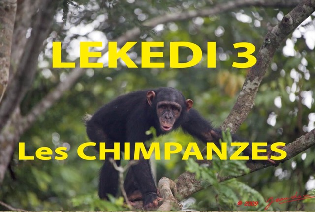 014 Titre Photos Lekedi 3 les Chimpanzes.jpg