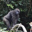 065 LEKEDI 7 Gorille Gorilla gorilla Jeune Male 12E5K3IMG_90396wtmk.jpg