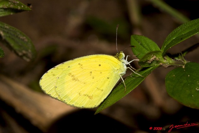 024 Plateaux Bateke 4 Lepidoptere EUREMA Senegalensis 9E50IMG_30842wtmk.jpg