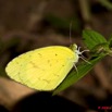024 Plateaux Bateke 4 Lepidoptere EUREMA Senegalensis 9E50IMG_30842wtmk.jpg