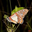 025 Plateaux Bateke 4 Lepidoptere Graphium Angolanus 9E50IMG_30843wtmk.jpg