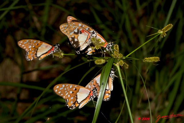 027 Plateaux Bateke 4 Lepidopteres Graphium Angolanus 9E50IMG_30846wtmk.jpg