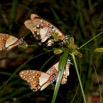 027 Plateaux Bateke 4 Lepidopteres Graphium Angolanus 9E50IMG_30846wtmk.jpg