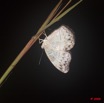 036 Plateaux Bateke 6 Insecte Lepidoptere Cymothoe 9E50DIMG_31936wtmk.jpg