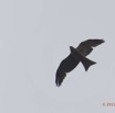008 SPB 8 Oiseau Rapace Milan Noir Milvus migrans 12E5K2IMG_76344wtmk.jpg