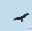 009 SPB 8 Oiseau Rapace Milan Noir Milvus migrans 12E5K2IMG_76345wtmk.jpg
