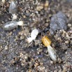 013 SPB 8 Termites Combat Contre les Fourmis 12E5K2IMG_76402wtmk.jpg