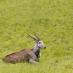 037 SPB 9 Elan du Cap Tragelaphus oryx 12E5K3IMG_90663wtmk.jpg
