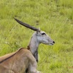 038 SPB 9 Elan du Cap Tragelaphus oryx 12E5K3IMG_90665wtmk.jpg