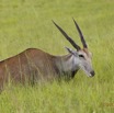 039 SPB 9 Elan du Cap Tragelaphus oryx 12E5K3IMG_90683wtmk.jpg
