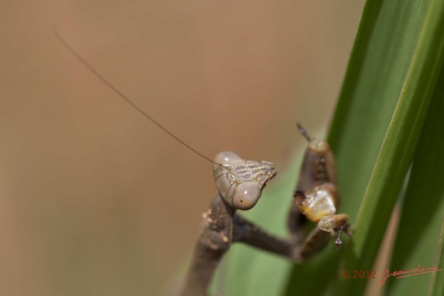 053 MIMONGO Insecte Dictyoptere Mante Devorant un Insecte dans le Chaillu 12E5K2IMG_74561wtmk.jpg