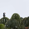 050 MAYIBOUTH Belinga Oiseau Calao Longibande Tockus fasciatus 11E5K2IMG_70687wtmk.jpg