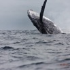 012 BALEINES 2 Cetacea Baleine a Bosse Megaptera novaeangliae Saut 15E5K3IMG_108296wtmk.jpg
