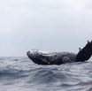 014 BALEINES 2 Cetacea Baleine a Bosse Megaptera novaeangliae Retournement 15E5K3IMG_108330wtmk.jpg